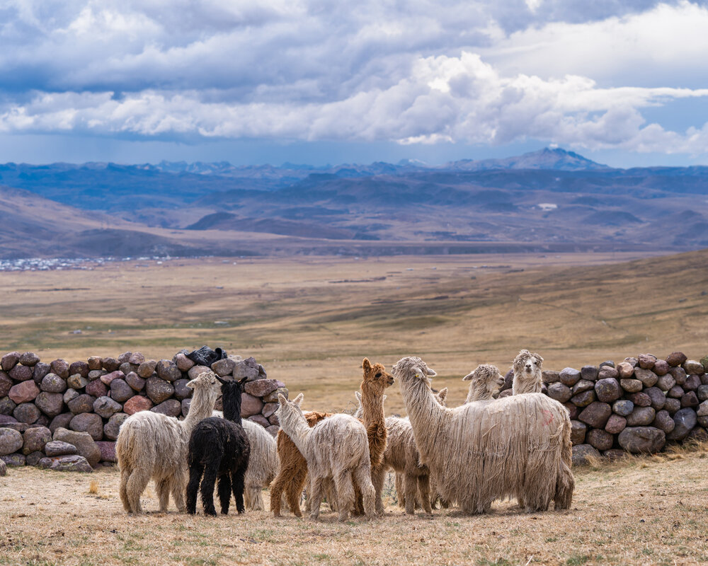 Wasim Muklashy Photography_Andes Mountains_Peru_Quechua Benefit_Picotani_Spar_Macusani_Alpaca_327.jpg