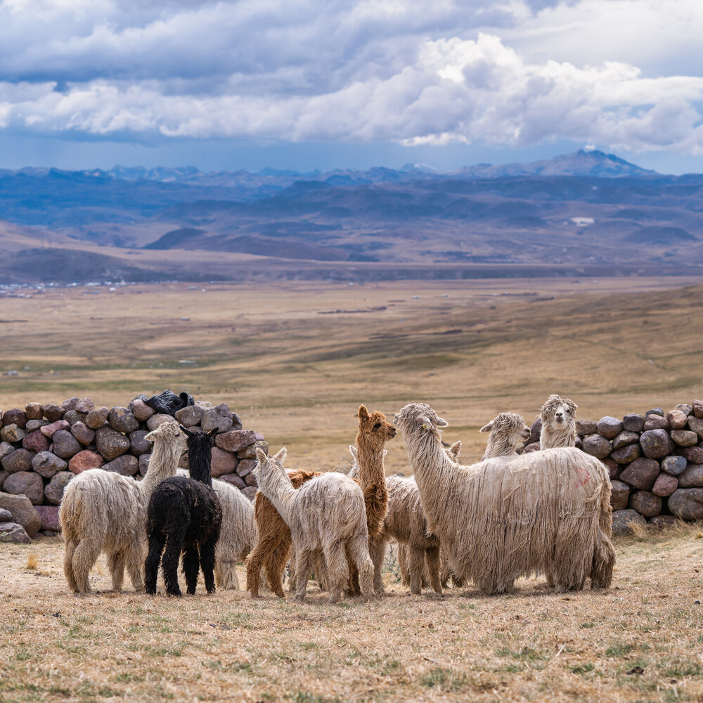 Wasim Muklashy Photography_Andes Mountains_Peru_Quechua Benefit_Picotani_Spar_Macusani_Alpaca_328.jpg