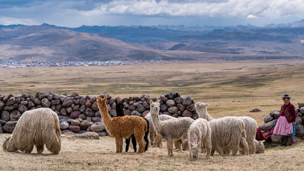 Wasim Muklashy Photography_Andes Mountains_Peru_Quechua Benefit_Picotani_Spar_Macusani_Alpaca_330.jpg