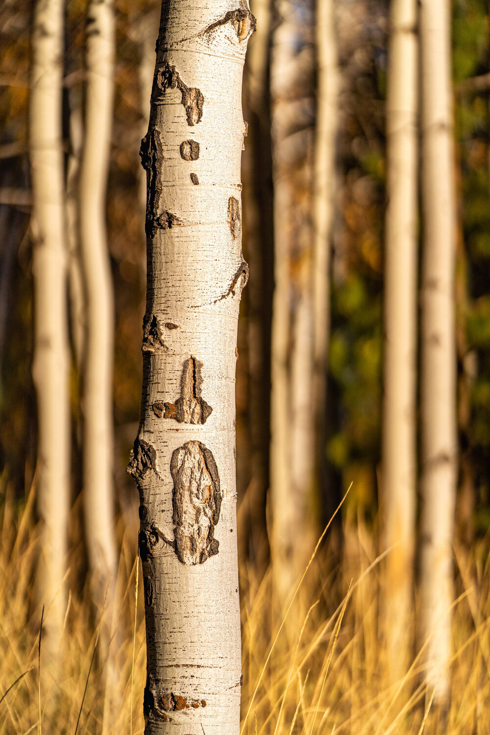 Wasim Muklashy Photography_Black Butte Ranch_Sisters_Bend_Oregon_Fall Color_115.jpg