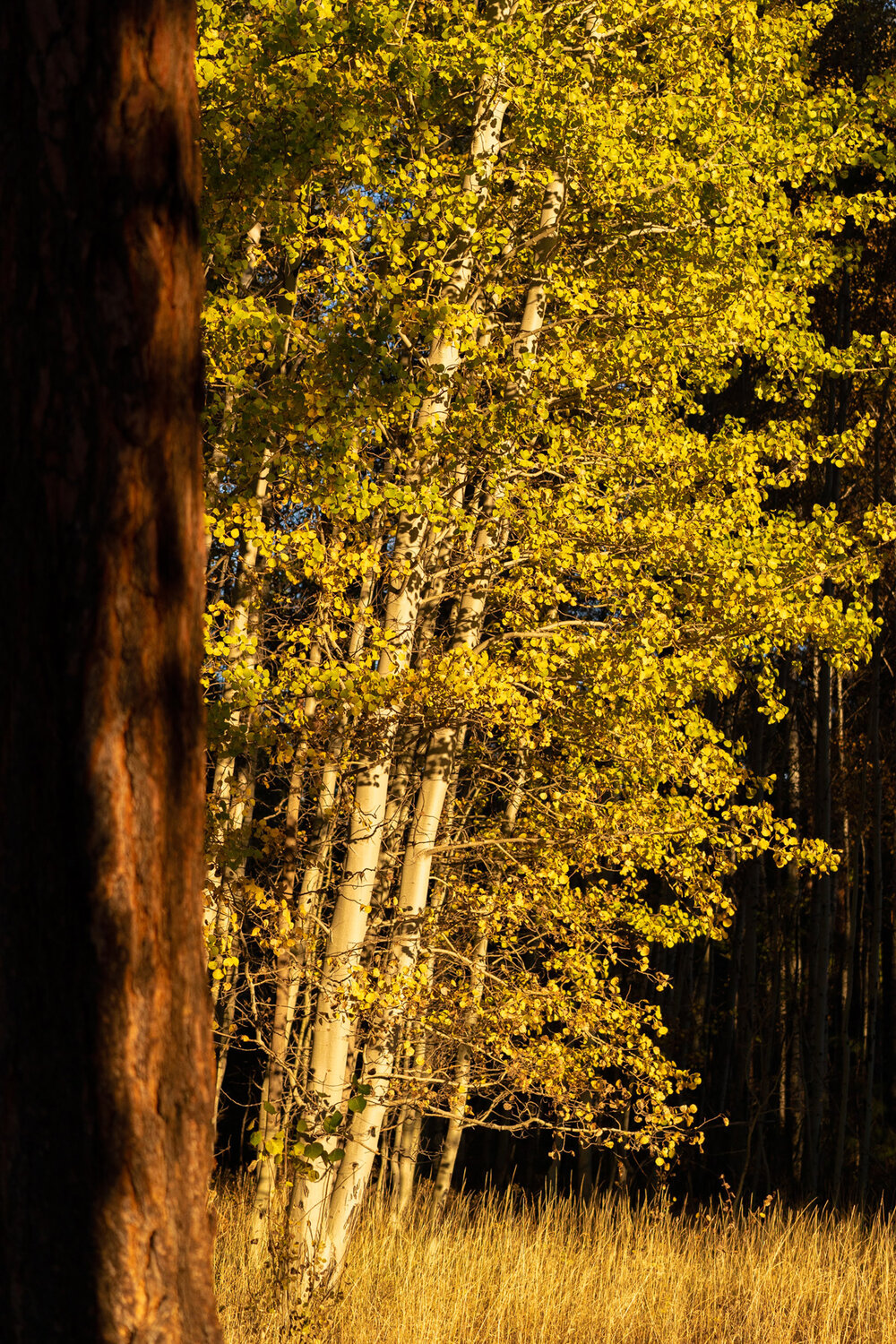 Wasim Muklashy Photography_Black Butte Ranch_Sisters_Bend_Oregon_Fall Color_130.jpg
