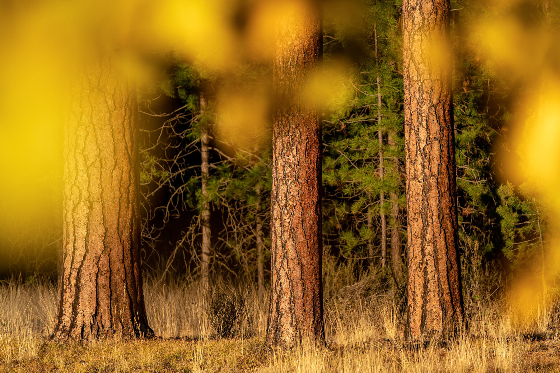 Wasim Muklashy Photography_Black Butte Ranch_Sisters_Bend_Oregon_Fall Color_133.jpg