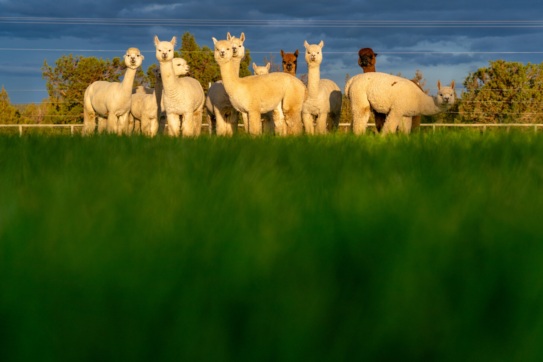 Wasim Muklashy Photography_Flying Dutchman Alpacas_204.jpg