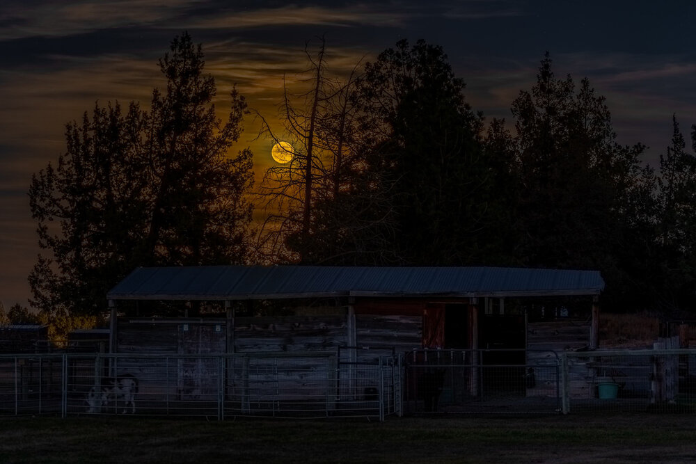 The full moon rises over a barn with donkeys