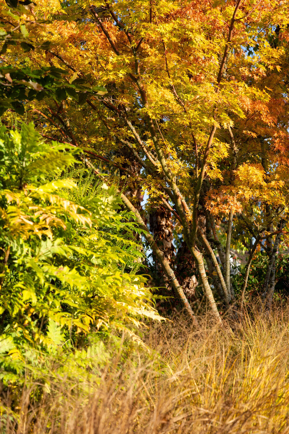 010_Oakwood Gardens_Fall Color Garden_Photography by Wasim Muklashy.jpg