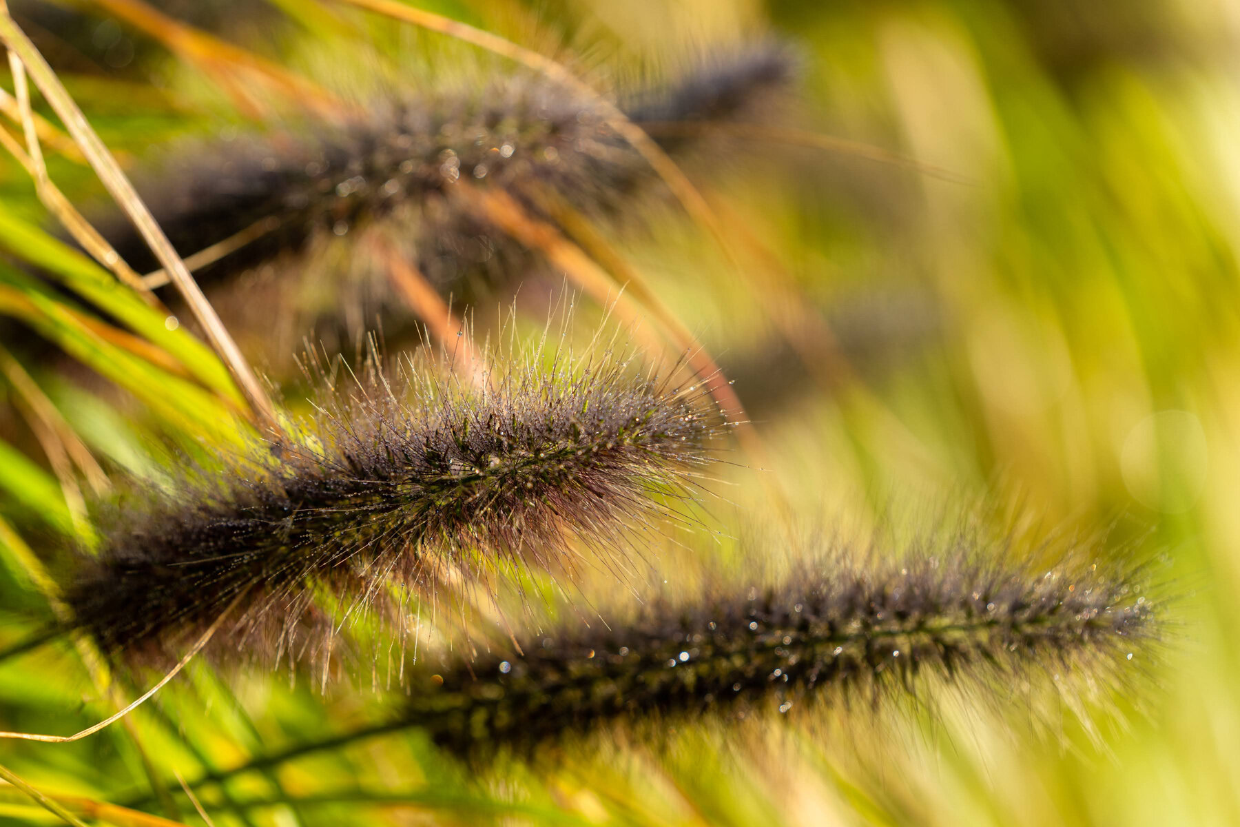 018_Oakwood Gardens_Fall Color Garden_Photography by Wasim Muklashy.jpg