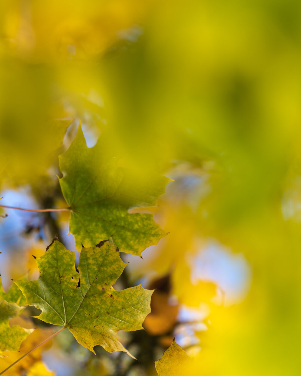 068_Oakwood Gardens_Fall Color Garden_Photography by Wasim Muklashy.jpg