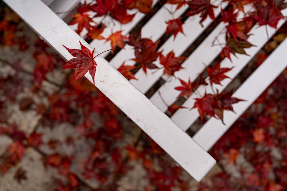 220_Oakwood Gardens_Straddling Fall & Winter_Photography by Wasim Muklashy_.jpg