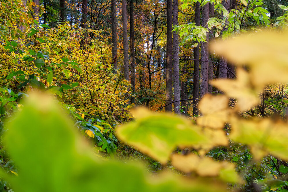 Fall color trees and leaves