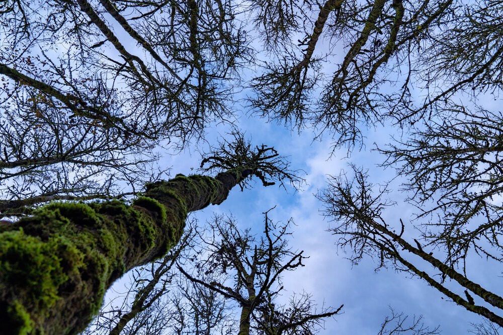 Winter Tree Canopy in Oregon Forest