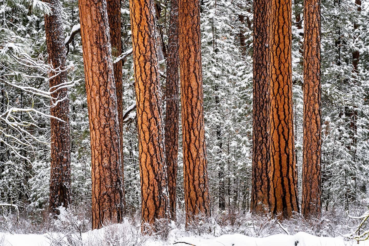 ponderosnow pines.
me happy place.
-
a bend, oregon zen moment byWasim.com
-
volume 3.
book 1.
season 3.
chapter 30.
it'll be.
-
if you'd like to purchase any of my prints to bring nature into your home while most of us can't really get out into natu