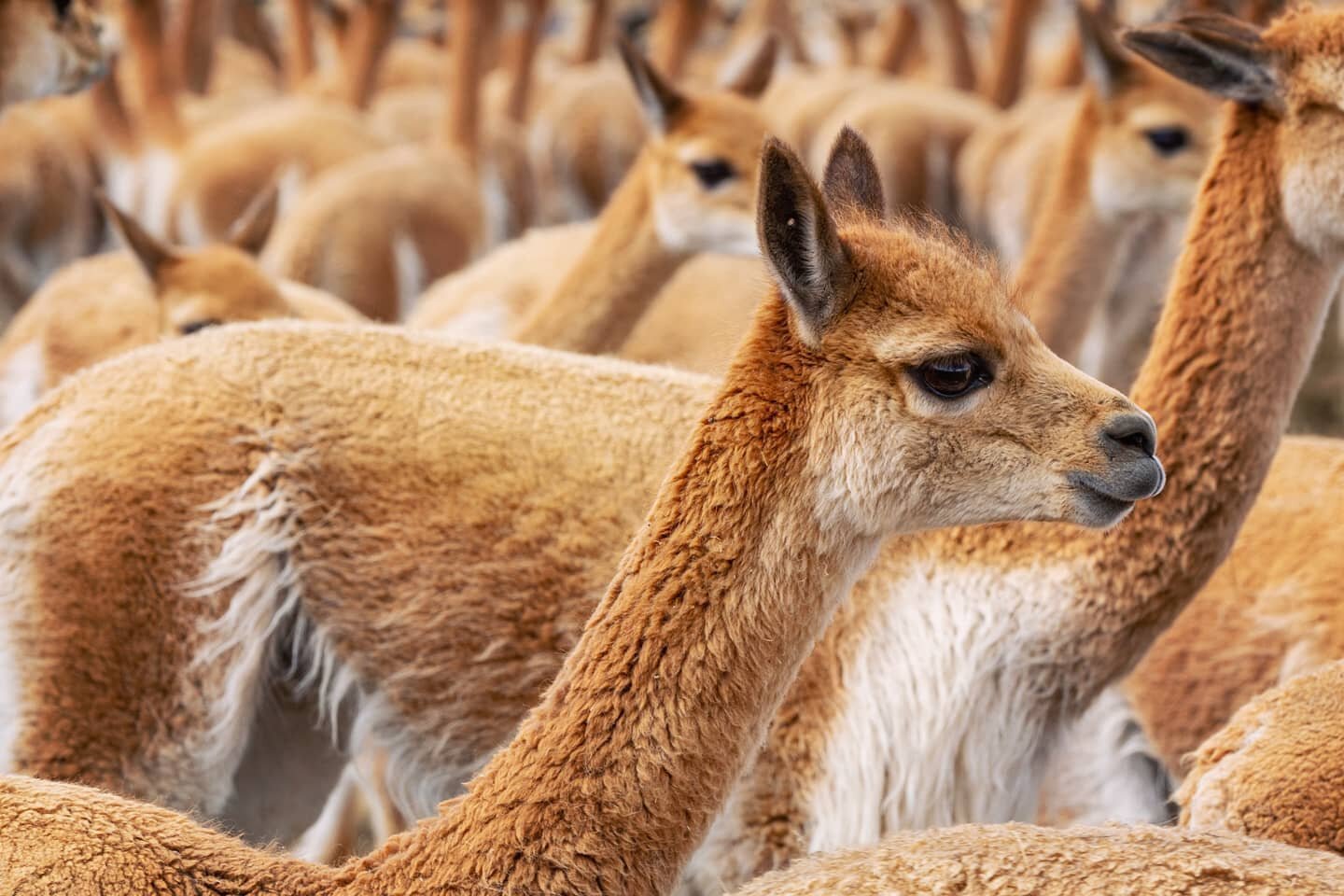 in case you missed it, all 5 parts of my series "Peaks n' 'Pacas in Peru - An Alpaca Fueled Trek Through The Andes", are now live on my site byWasim.com/blog. From coca tea to pee fleece to alpaca farms at 16k feet in the depths of the Peru