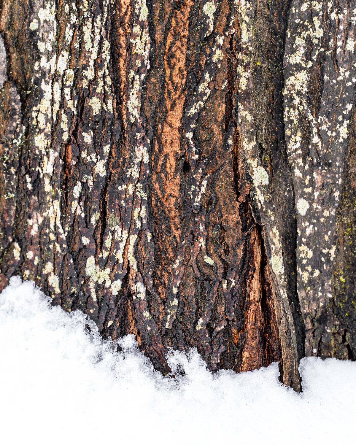 An Oakwood Gardens Winter Photography Shoot