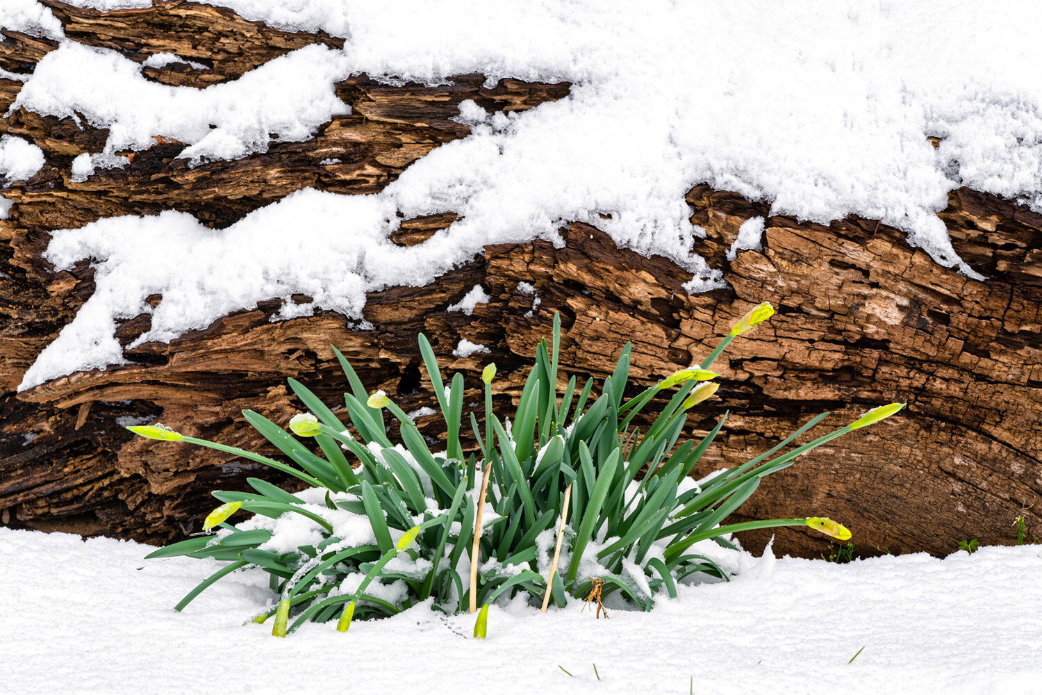 An Oakwood Gardens Winter Photography Shoot