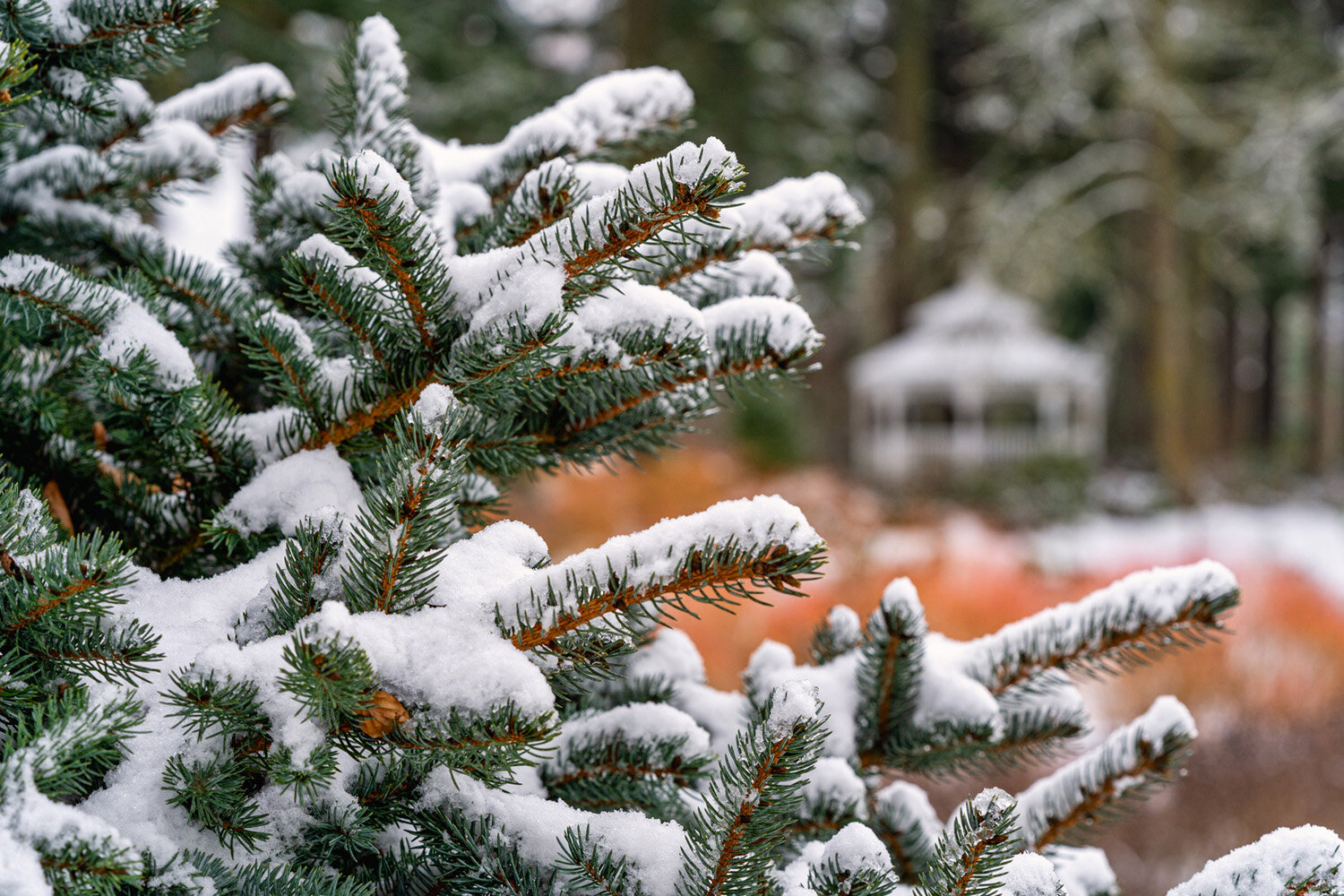 An Oakwood Gardens Winter Photography Shoot
