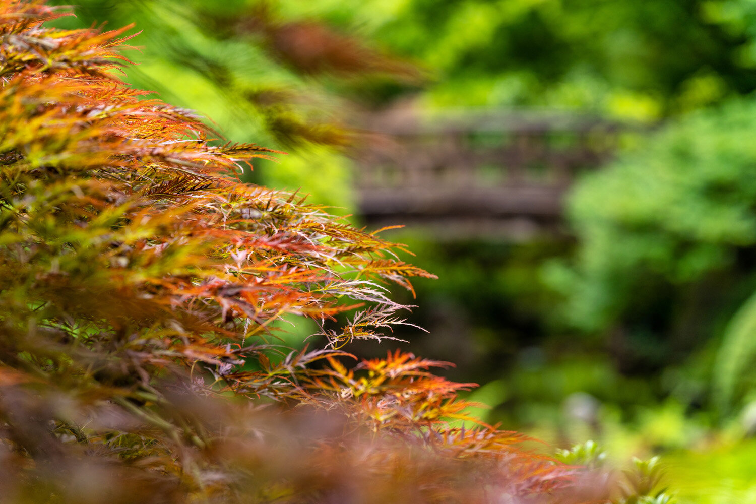 Japanese Maple and Bridge at the Portland Japanese Garden