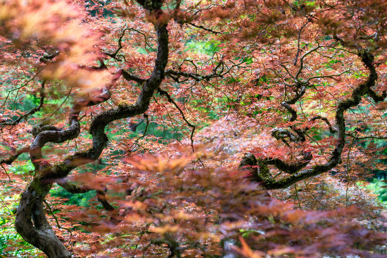 Japanese Maple at the Portland Japanese Garden