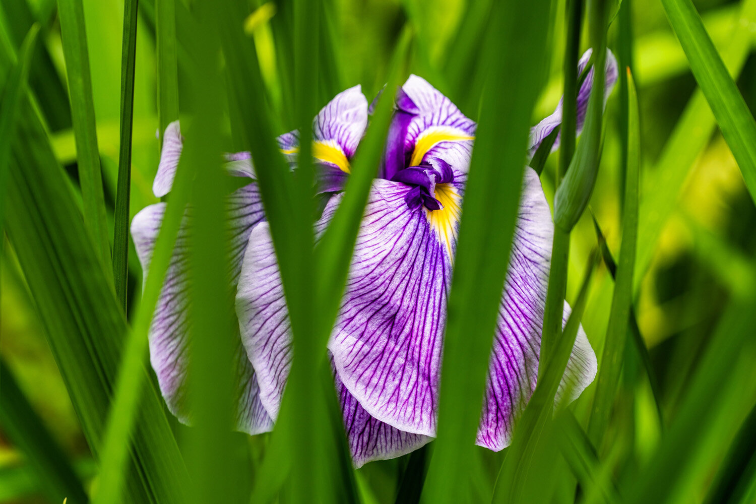 Iris Blooming at the Koi Pond at the Portland Japanese Garden