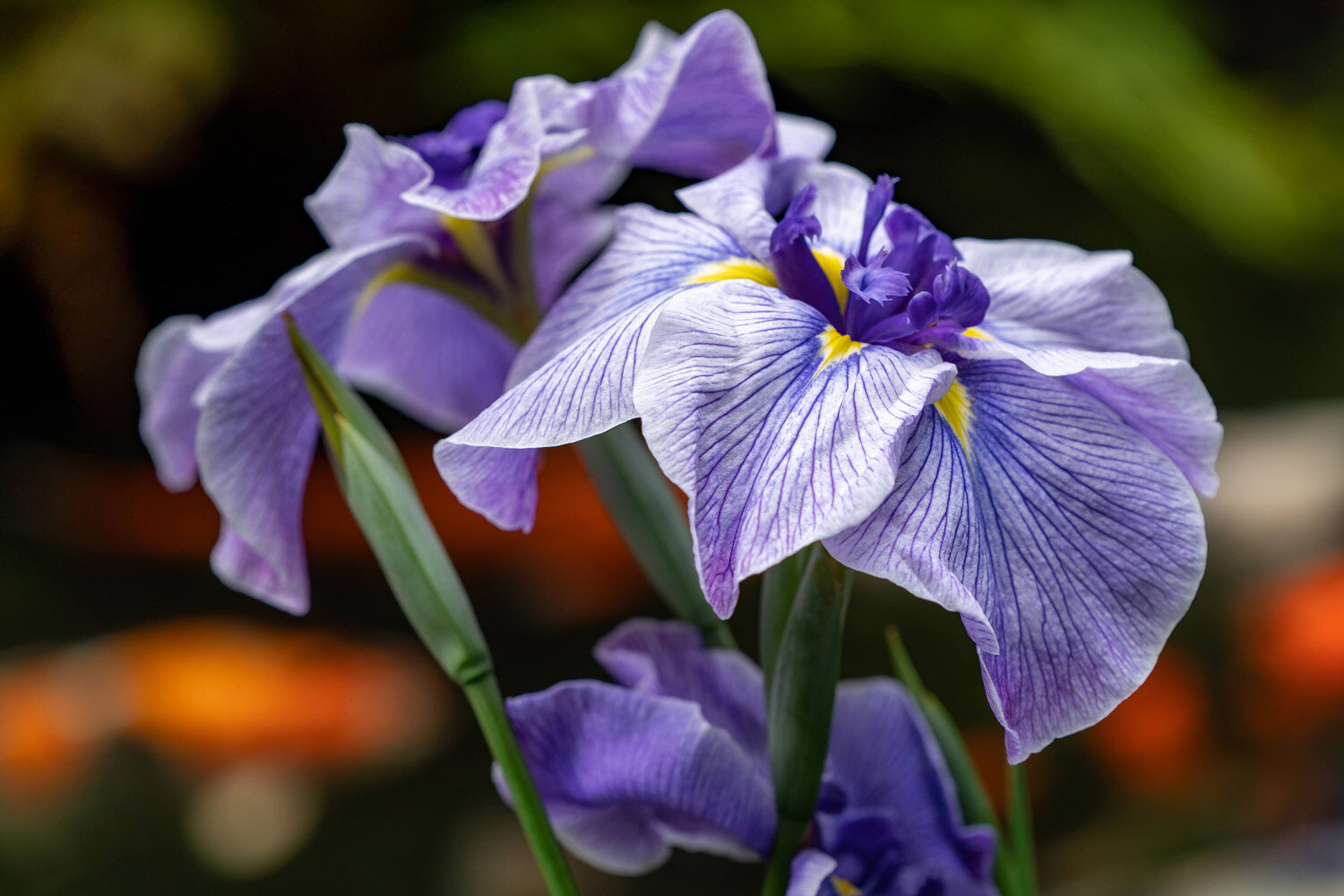 Iris Blooming at the Koi Pond at the Portland Japanese Garden