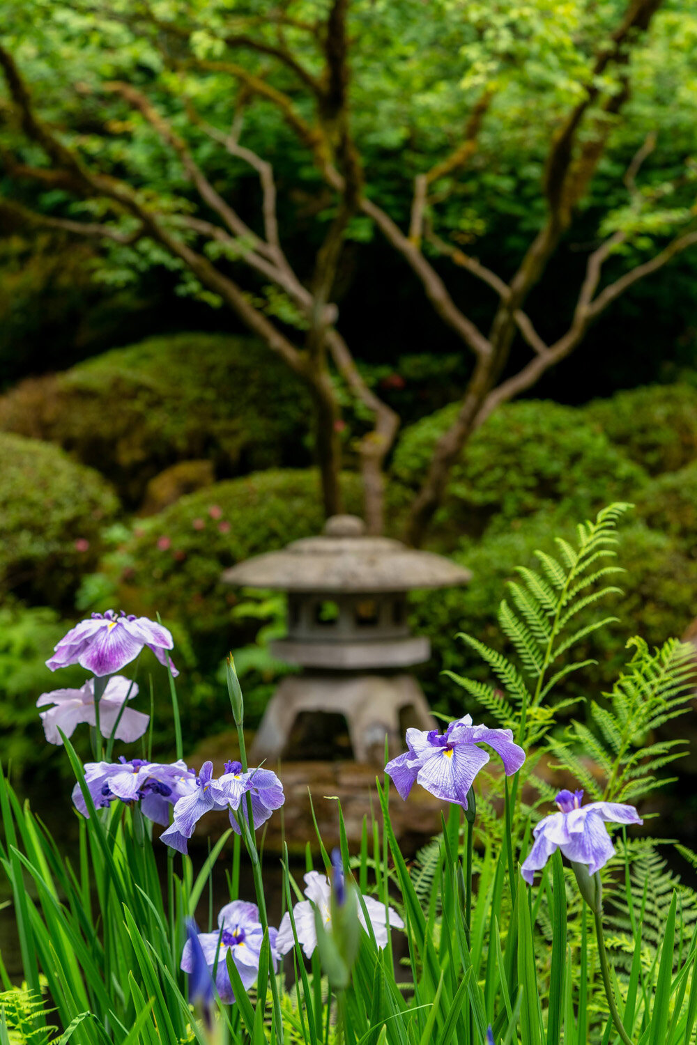 Iris Blooming Near Pagoda at the Koi Pond at the Portland Japane