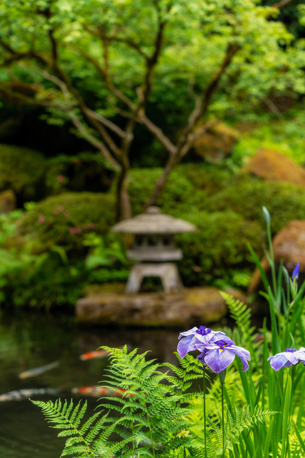 Iris Blooming Near Pagoda at the Koi Pond at the Portland Japane