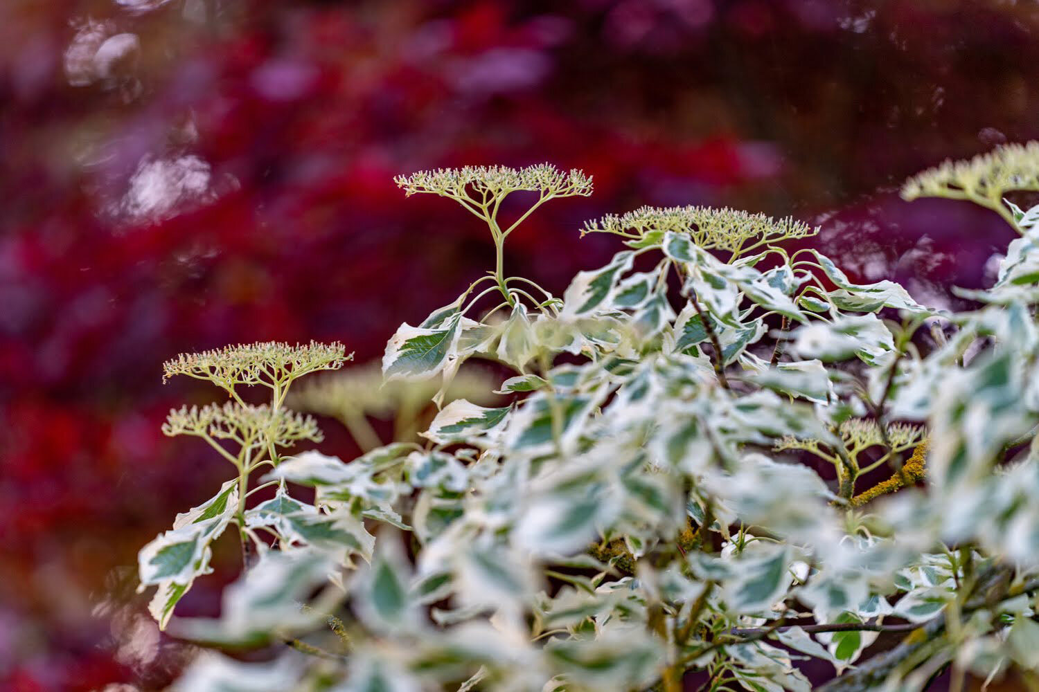 Oakwood Gardens_Hillsboro Oregon_Spring 2020