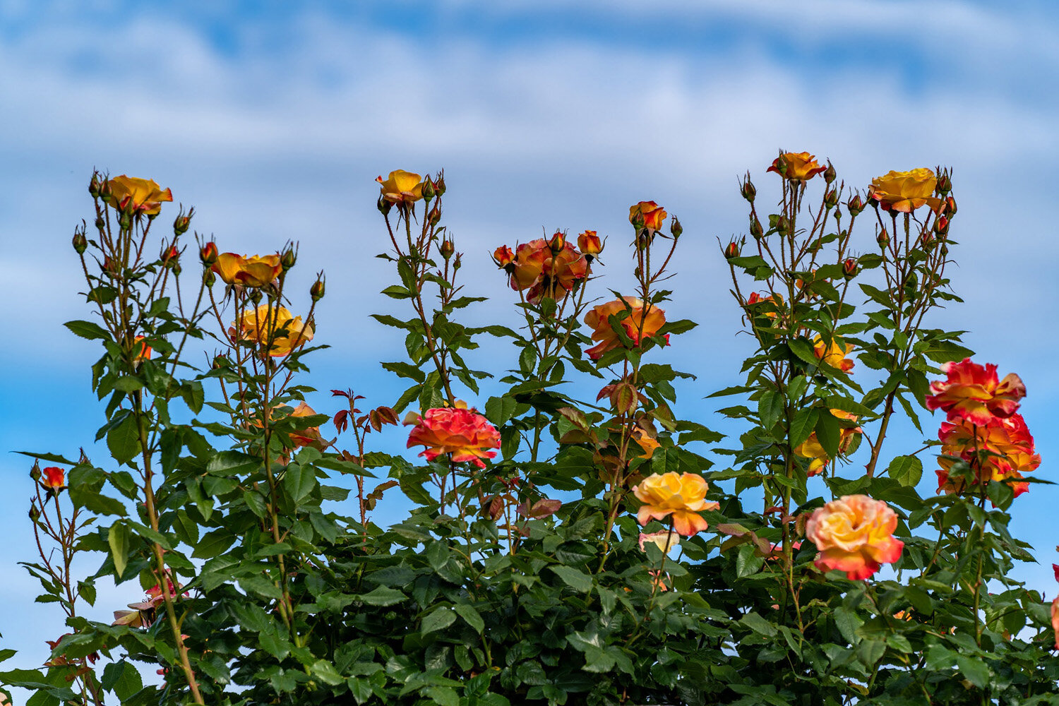 Oakwood Gardens_Hillsboro Oregon_Spring 2020