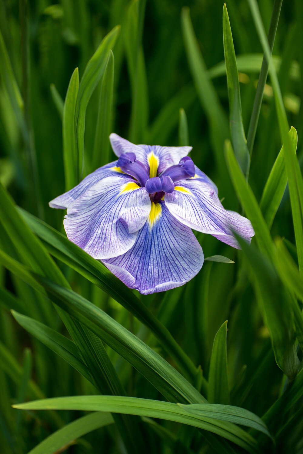 101_Garden Photography by Wasim Muklashy.jpg