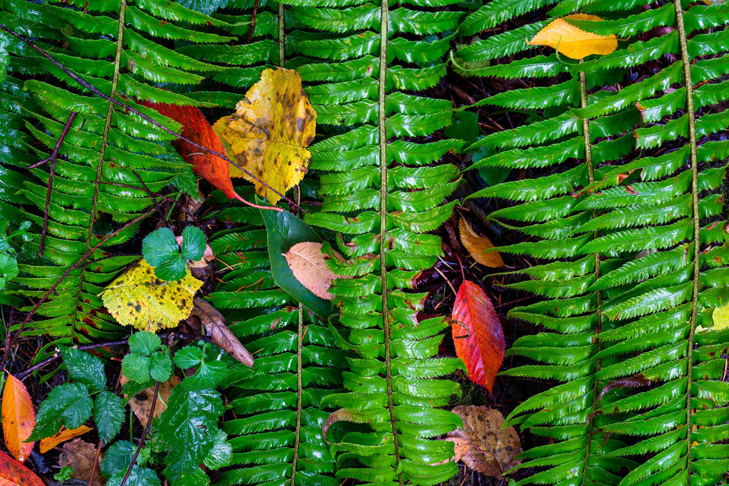 Ferns And Fall Color Leaves
