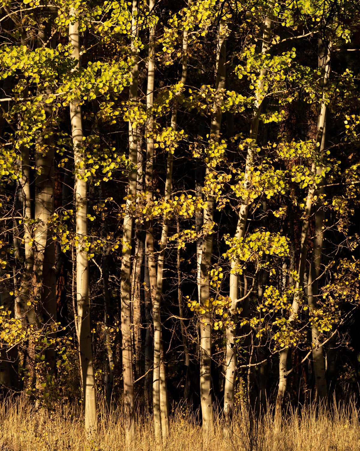 Fall Color Ponderosa Pine Trees Bark and Aspen Trees at Sunset