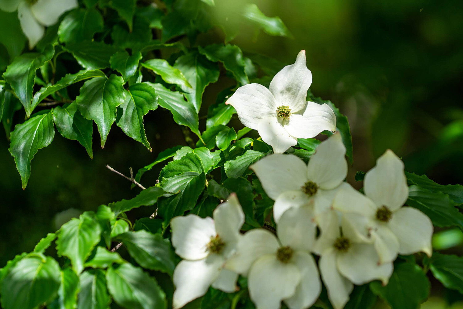 Dogwood blooming in the Spring in Portland, Oregon