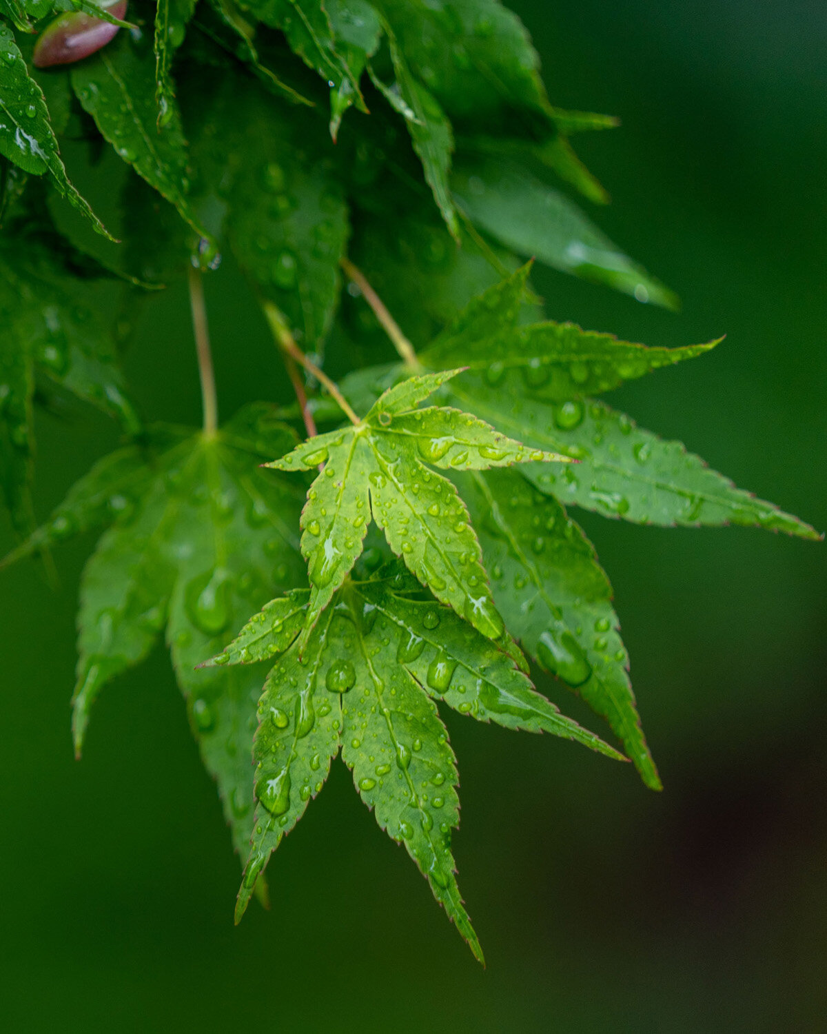 Maple Tree in the Forest in the Rain in the Spring