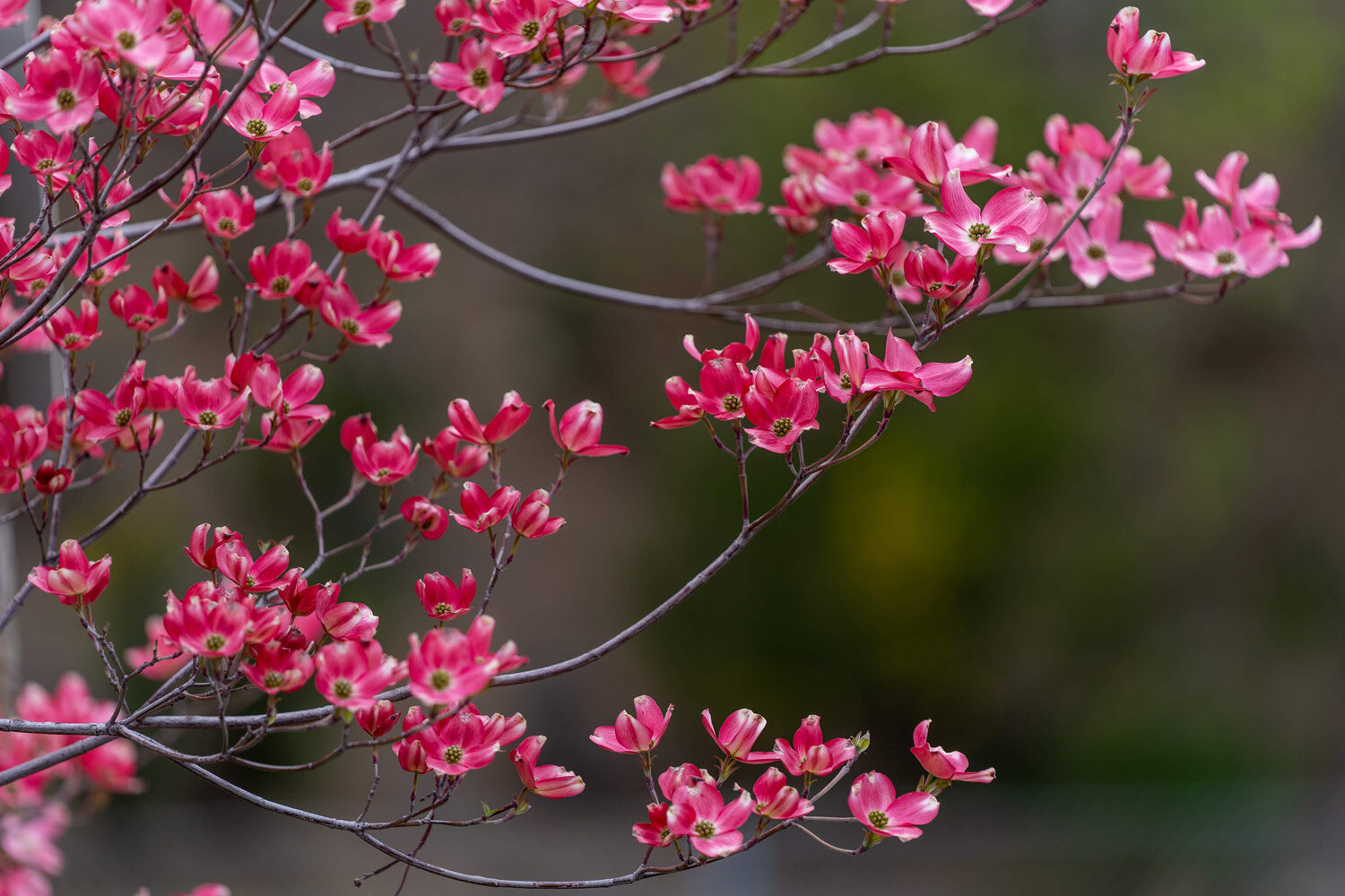 Pink Dogwood Blooming In The Forest