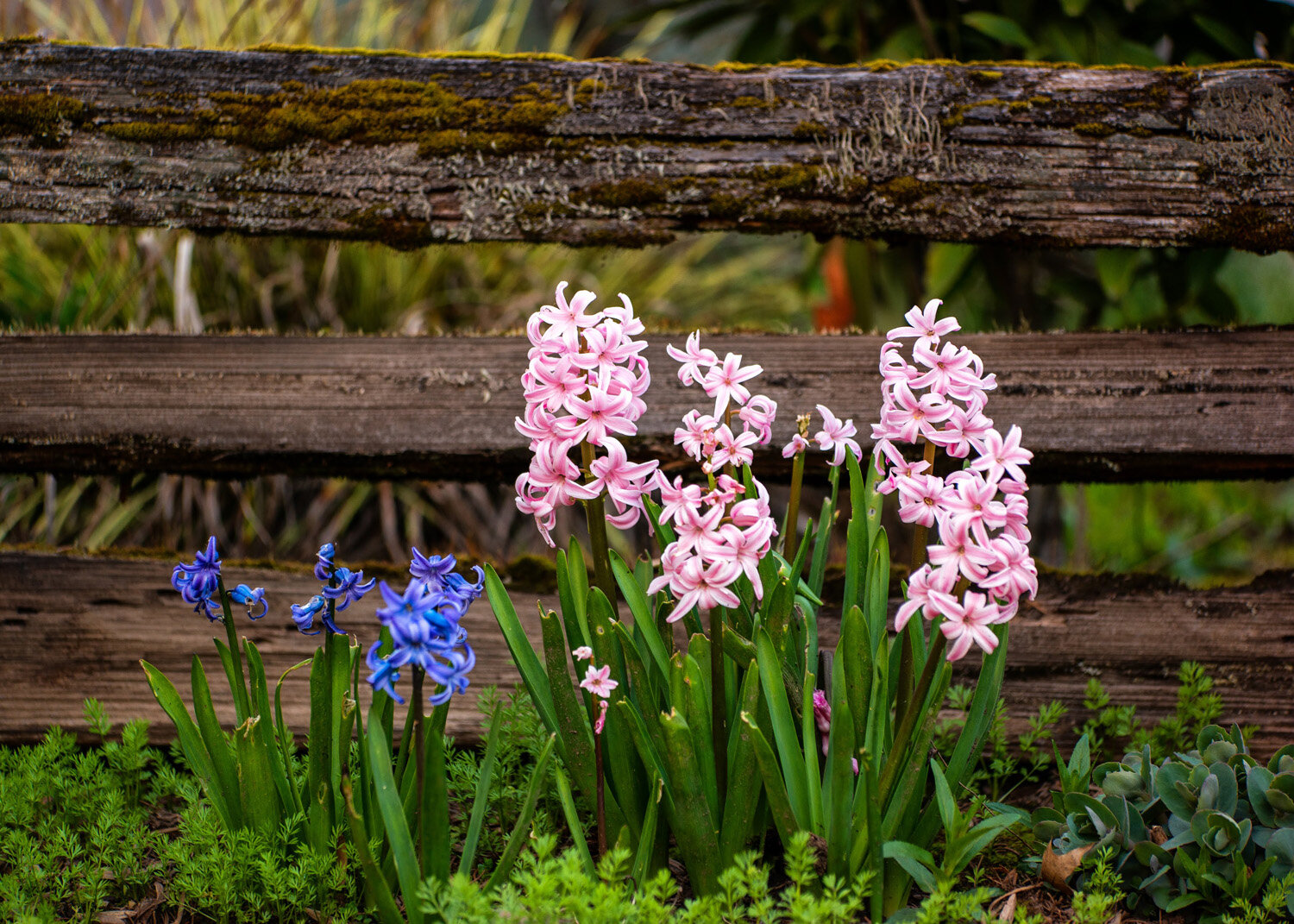 Spring flowers begin to bloom around Portland, Oregon