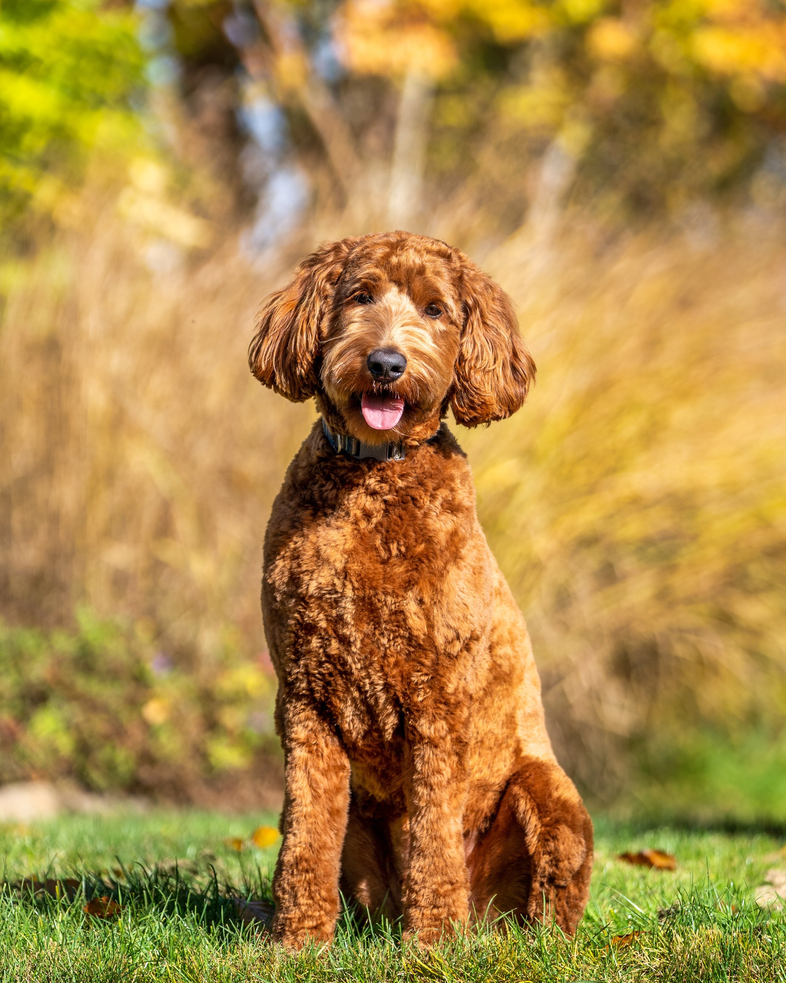 004_Animal Pet Photography by Wasim Muklashy_.jpg