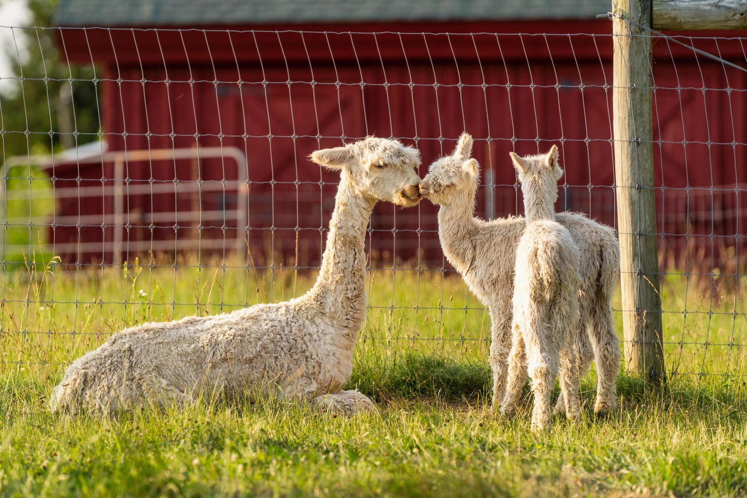  Heritage Farm, Flora, Indiana.Suri Alpacas. 