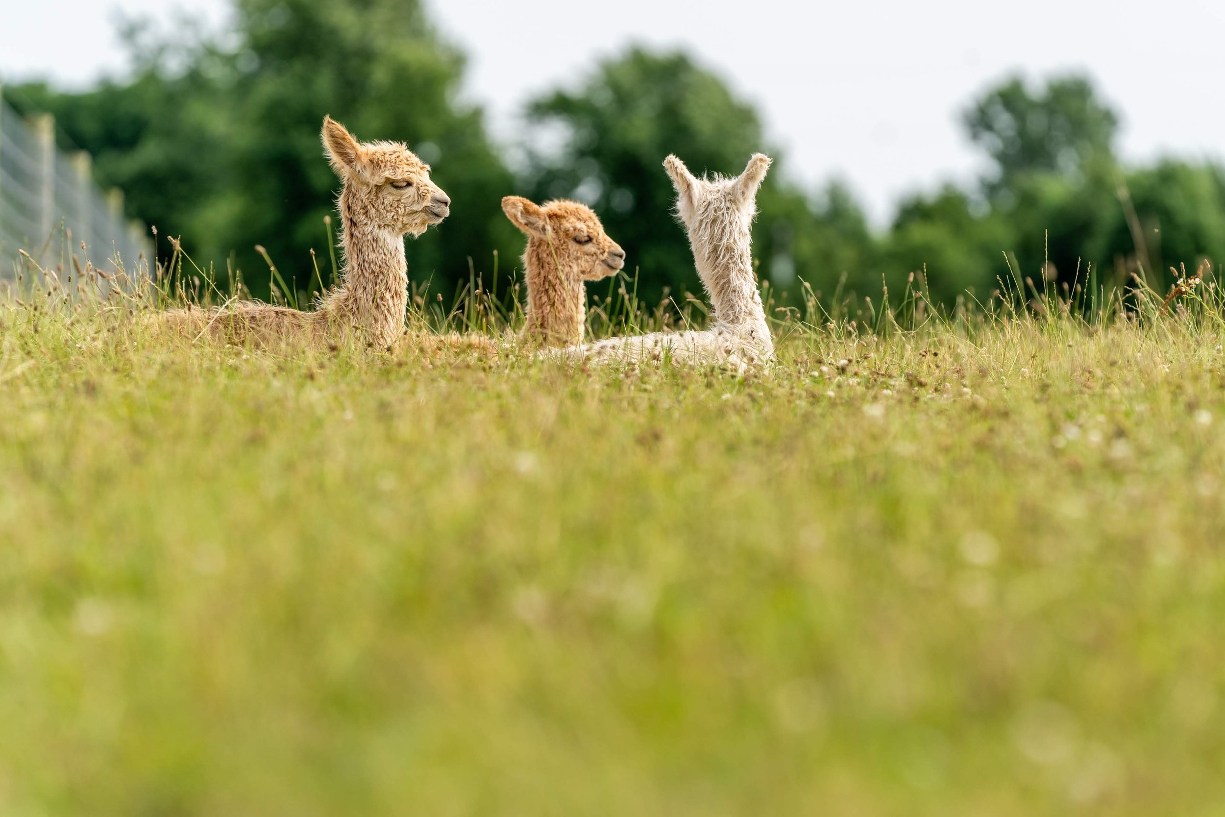  Heritage Farm, Flora, Indiana.Suri Alpacas. 