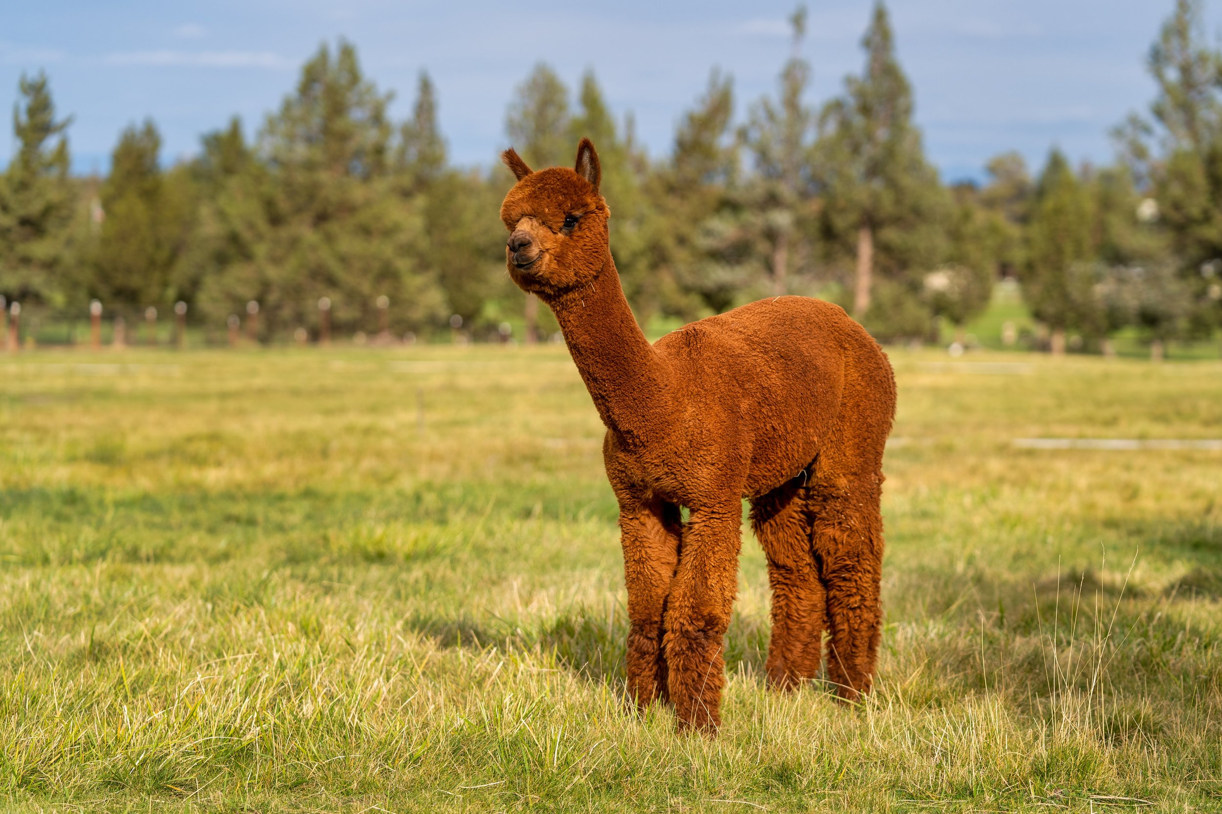 Alpacas on a farm in Oregon