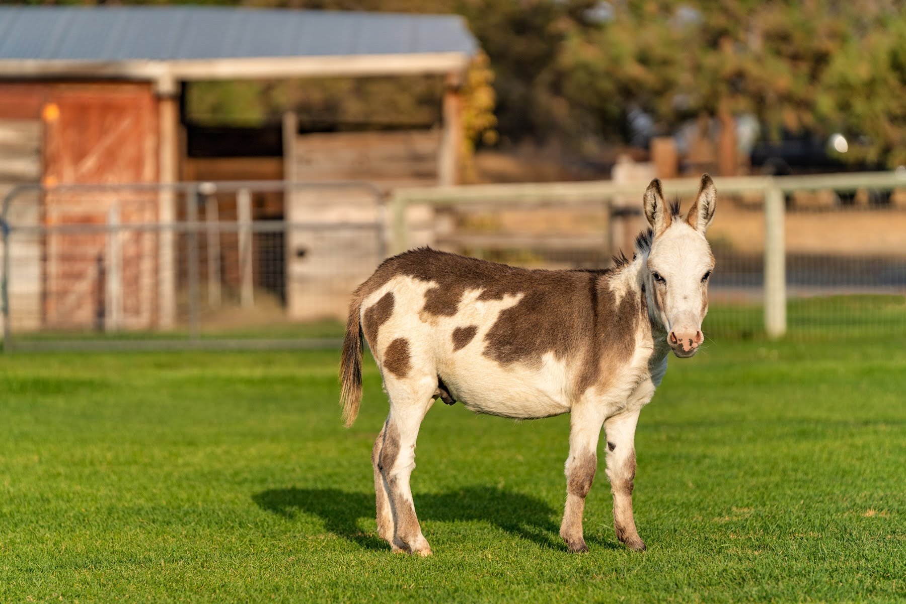 016_Animal Pet Photography by Wasim Muklashy_.jpg