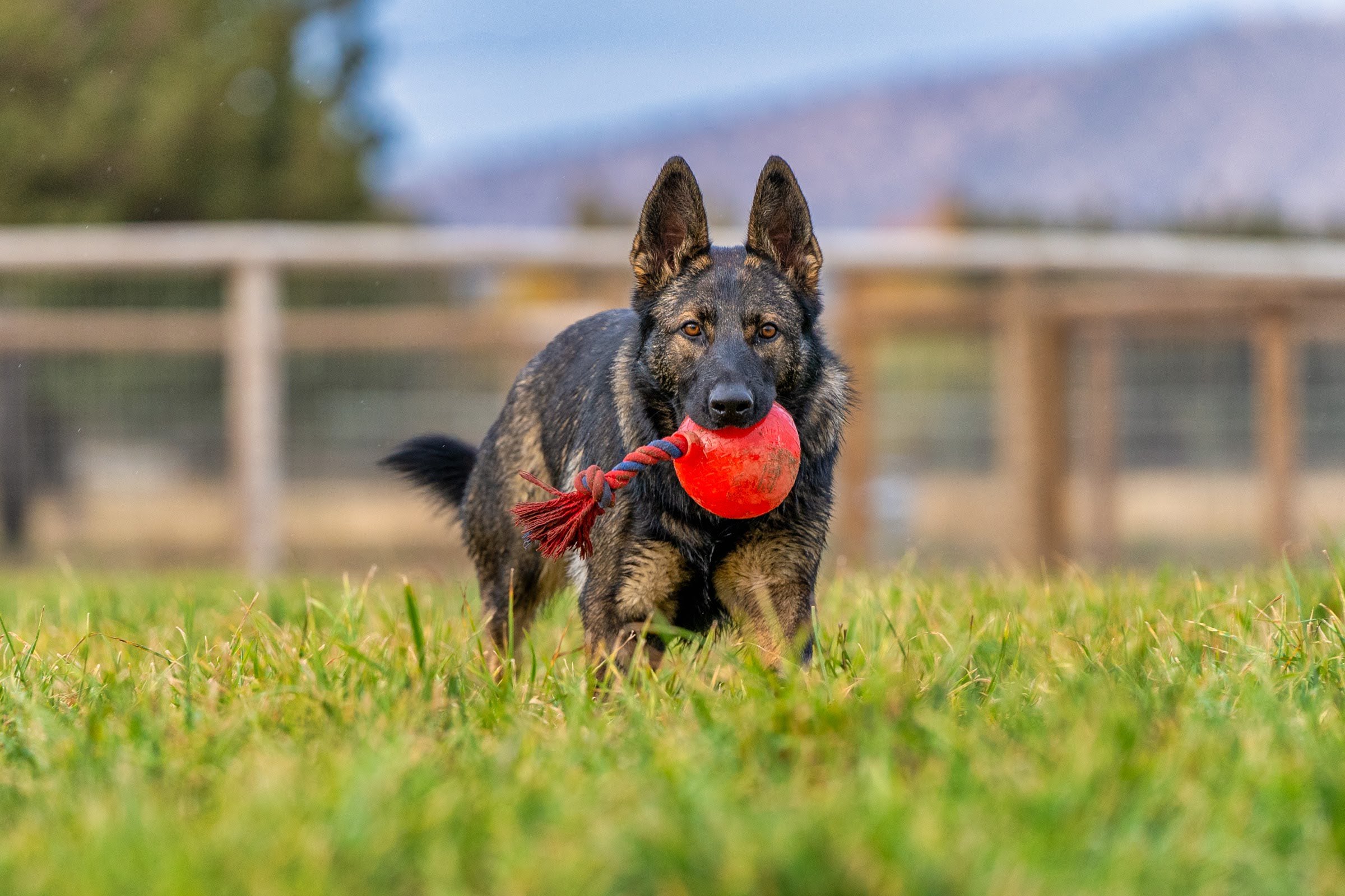 131_Pet Photography_Dogs Horses Fish_Photography by Wasim Muklashy_2400px_web.jpg