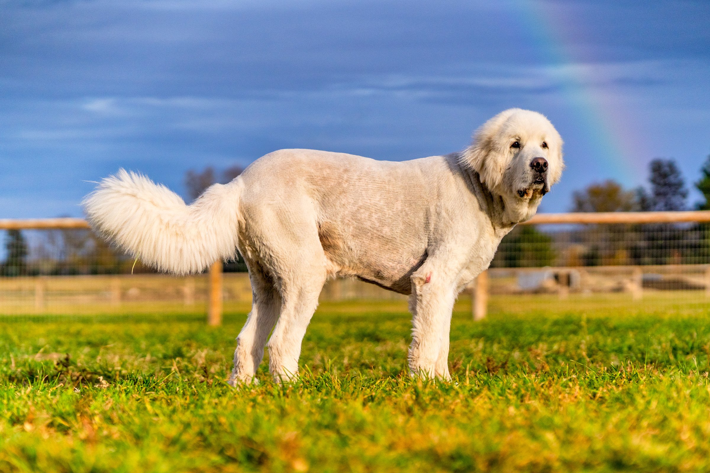 108_Pet Photography_Dogs Horses Fish_Photography by Wasim Muklashy_2400px_web.jpg