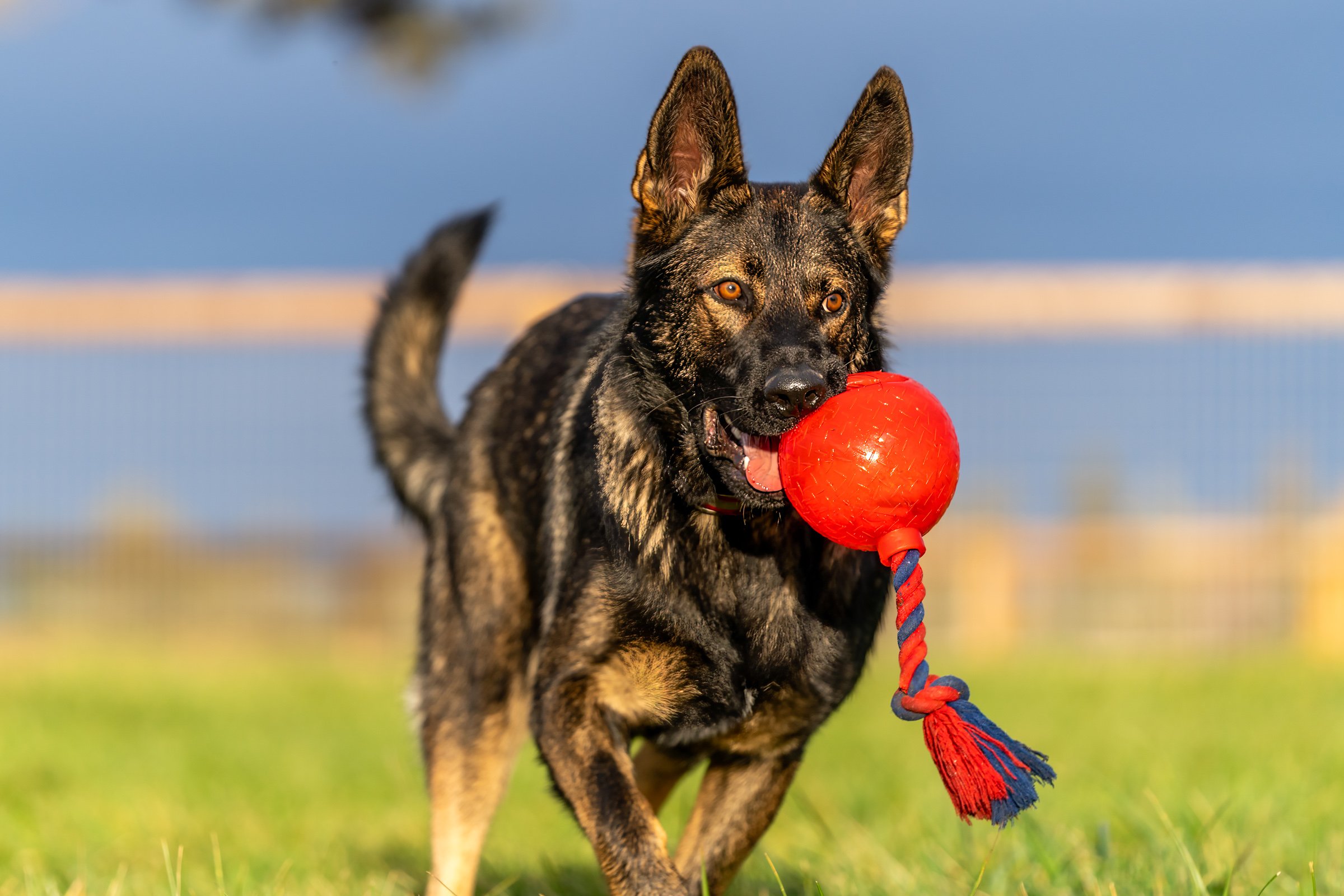 116_Pet Photography_Dogs Horses Fish_Photography by Wasim Muklashy_2400px_web.jpg