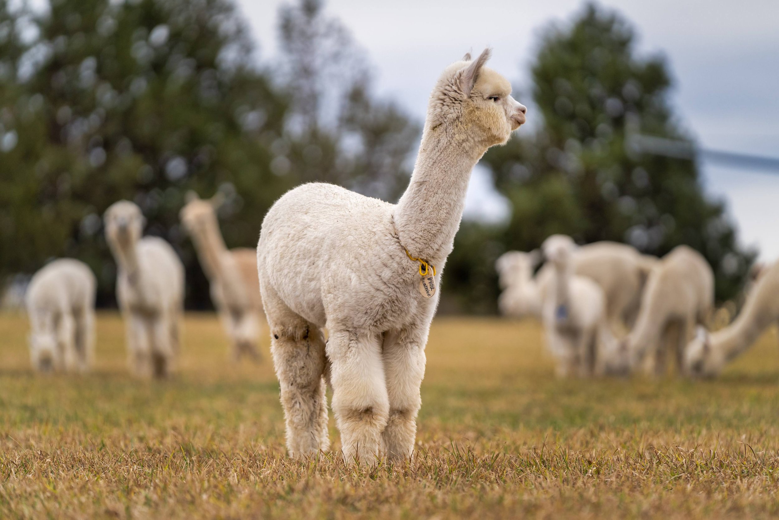 003_Pet photography_Alpaca Photograph_Photography by Wasim Muklashy.jpg