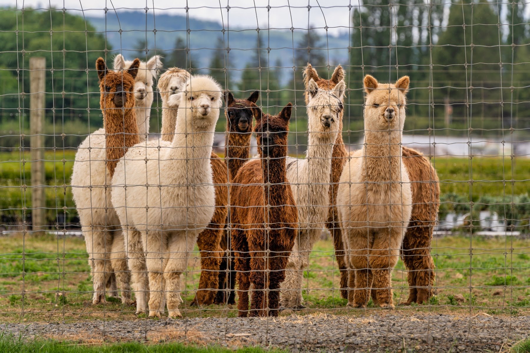 005_Pet photography_Alpaca Photograph_Photography by Wasim Muklashy.jpg