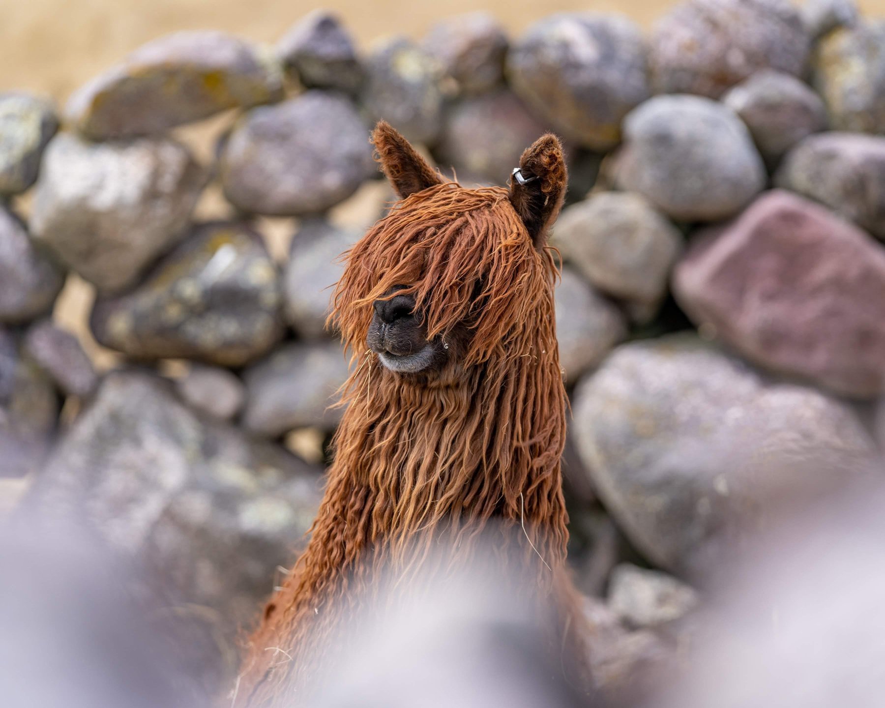 007_Pet photography_Alpaca Photograph_Photography by Wasim Muklashy.jpeg