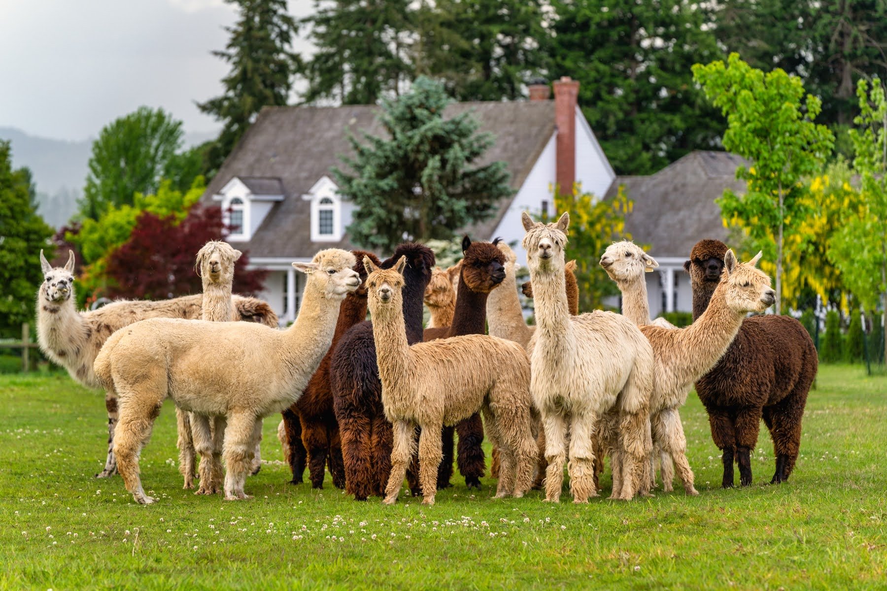 008_Pet photography_Alpaca Photograph_Photography by Wasim Muklashy.jpg