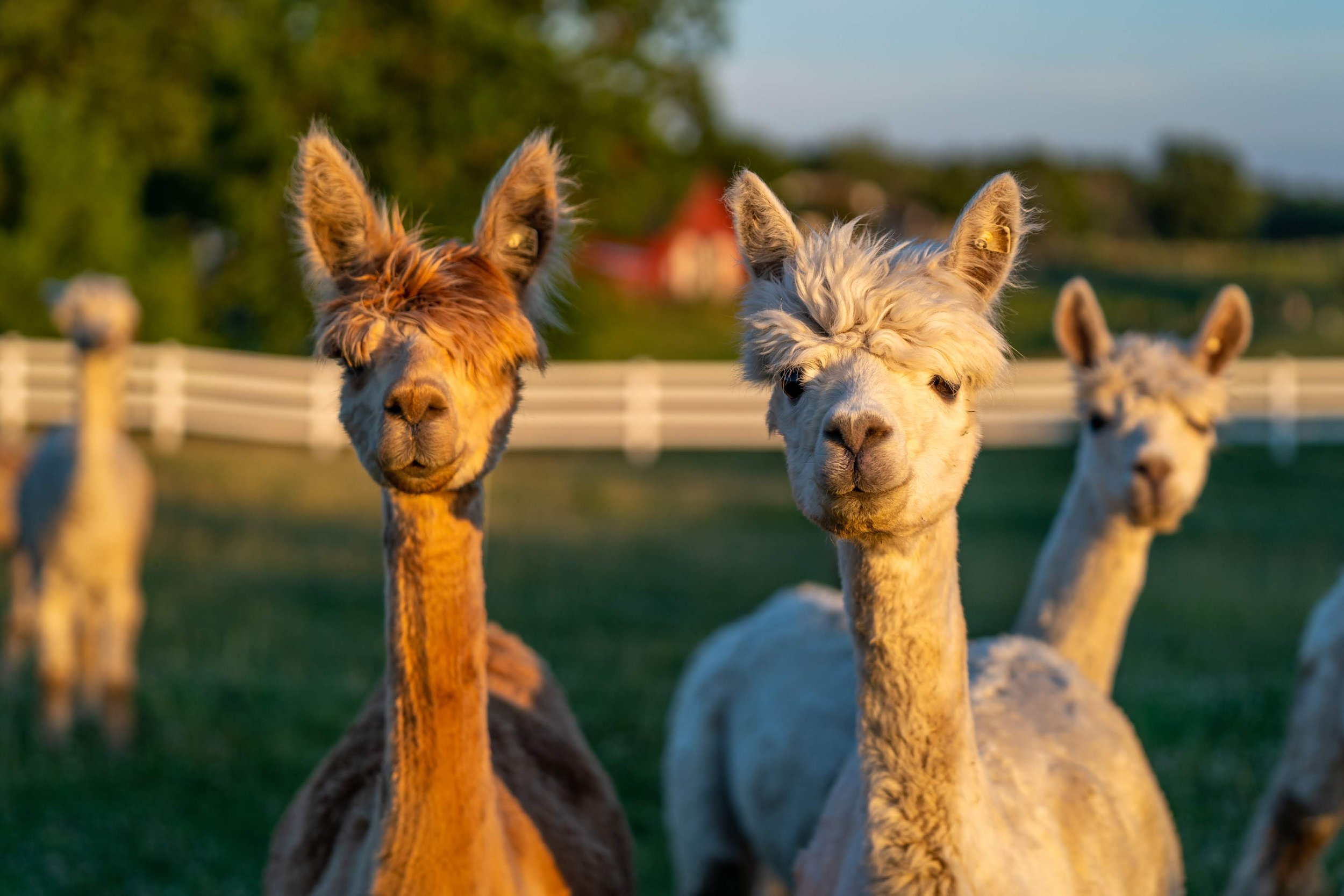  Heritage Farm, Flora, Indiana.Suri Alpacas. 