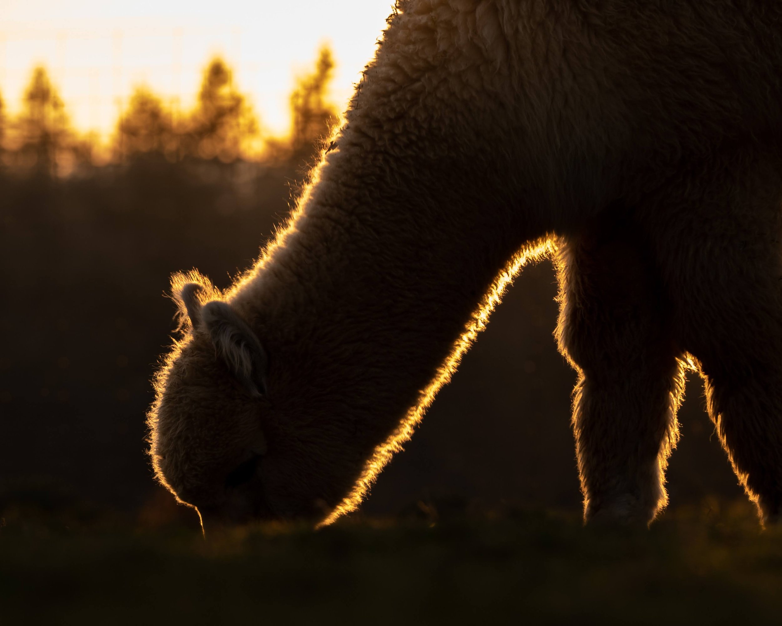 045_Oakwood Alpaca Farm and Gardens_Photography by Wasim Muklashy_3600px-webres.jpg