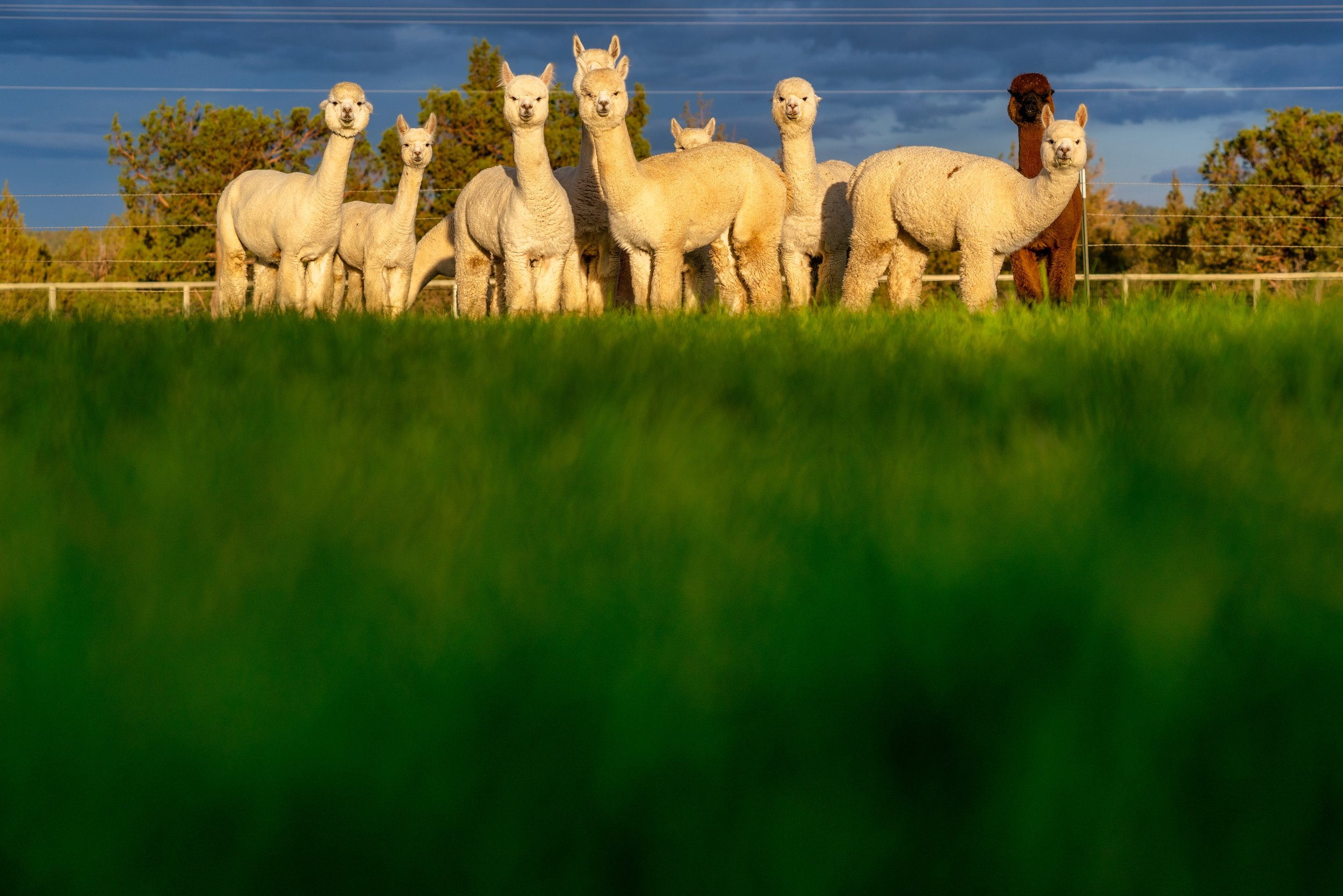 Alpacas on a farm in Oregon