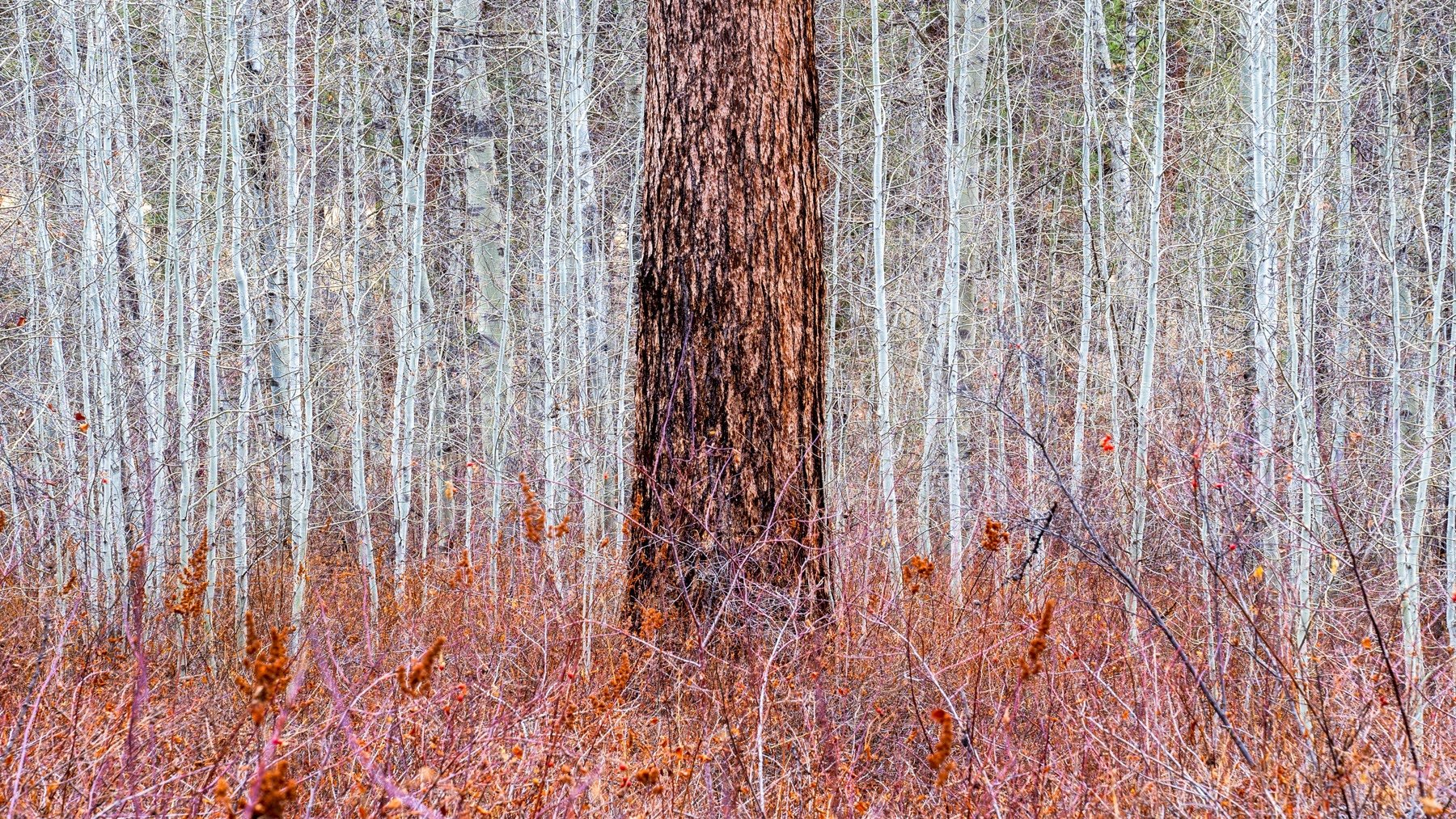 Ponderosa Pines and Aspens in a Forest in Bend Oregon During Win